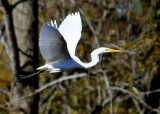 Great Egret