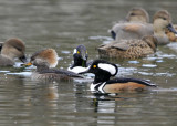 Hiding out amongst the Gadwalls