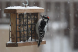 Downy Woodpecker