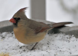Cardinal female