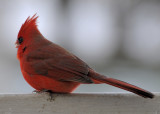 Cardinal male