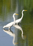 Great Egret