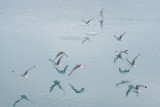 Doves at Eqi Glacier, Colour Take