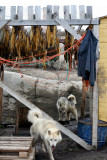 Sledge hounds, Illulissat (Greenland)