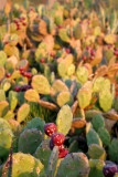 Figplants at Nof Yam Beach, Herzliyah Pituach