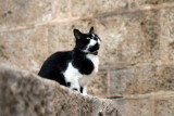 Stray Cat in Old Jaffa, Tel Aviv-Yafo (Israel)