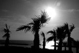 Palmtrees at Accadia Beach, Herzliyah Pituach (Israel)