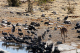 Impala chasing away Guinea Fowl, Etosha