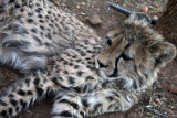 Baby Cheetah, Windhoek