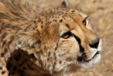 Cheetah, Windhoek