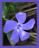 Vinca