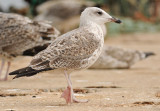 Yellow-Legged-Gull-into-second-winter-Algrave-okt-2012.jpg