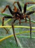 Raft Spider