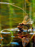 A dragonfly is laying eggs