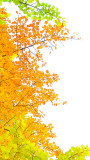 Dissolved colours in aspen