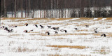 Winter rules but the lapwings are on the seat