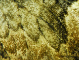Pigment on the butterflys wing