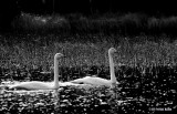 White birds