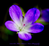 Wood Cranesbill