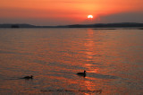 The Sunset Ducks