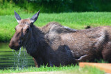 Bathing moose