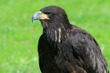 Young bald eagle