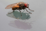 Fly on glass