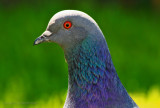 Rock Dove_9