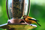 Evening Grosbeak