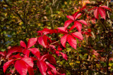 Fall colors