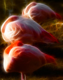 Dreamin flamingos