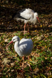 Storks