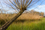 Pollard willow
