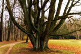 Schlosspark Lunzenau