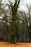Schlosspark Lunzenau