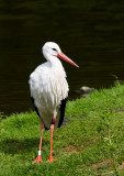 Stork