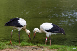 Storks