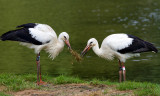 Storks