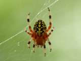 Marbled Orb Weaver