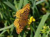 Meadow Fritillary