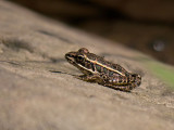 Pickerel Frog