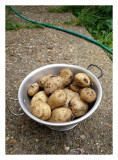 Last of the New Potatoes