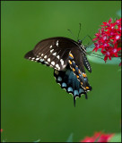 Eastern Tiger Swallowtail