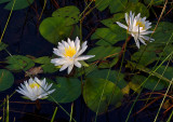 Lilies in the long light