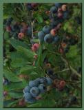 Blueberries