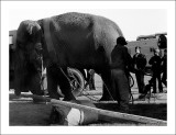 Pete the elephant working on the Big Top setup ~ Clyde Beatty Cole Brothers circus