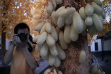 Nug shooting fruit tree.