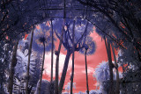 Nong Nooch Tropical Gardens in Infrared