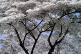 Lumphini Park