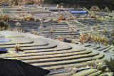 Jatiluwih rice terraces.